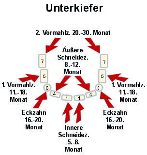 Die Entwicklung der Milchzhne im Unterkiefer