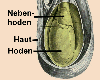 Schema eines Hodens