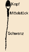 Schema der mnnlichen Samenzelle (Spermium)