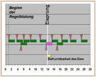 Schema der Befruchtbarkeit whrend eines Zyklus