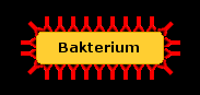 Die Antikörper setzen sich auf das Bakterium