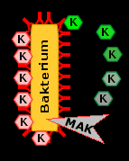 Komplementfaktoren, die das Bakterium zerstören (rechts) oder für Fresszellen "würzen" (links)