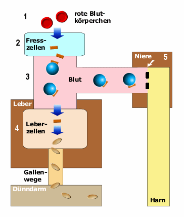 Schema der Entstehung von unkonjugiertem und konjugiertem Bilirubin