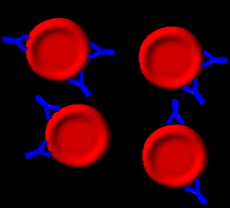 Rote Blutkrperchen mit Antikrpern beladen