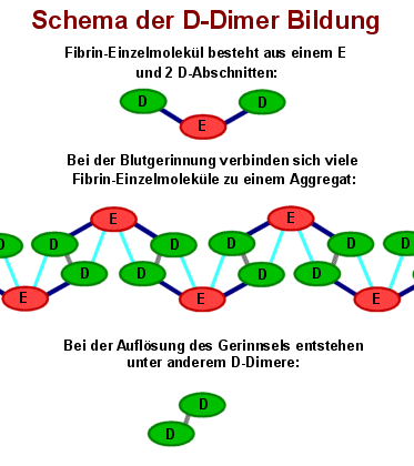 Schema der D-Dimer Bildung