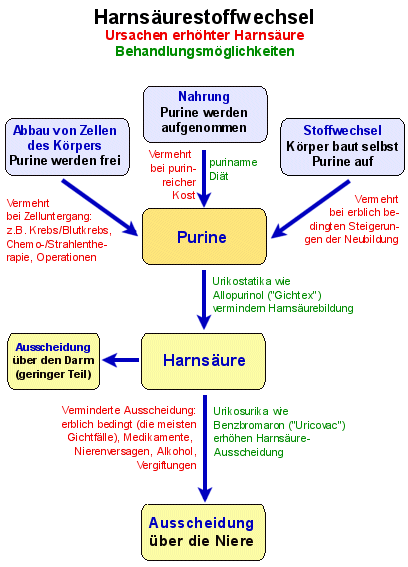 Harnsurestoffwechsel