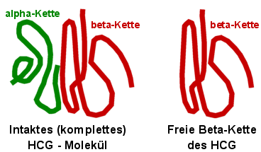 Komplettes HCG-Molekl und freie Beta-Kette.