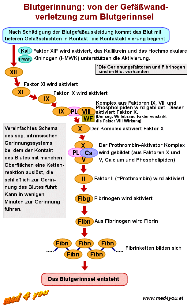 Vereinfachtes Schema der intrinsischen Blutgerinnung