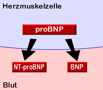 Ausschttung von BNP ins Blut