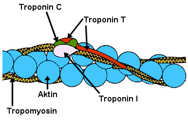 Aktin-Faser des Muskels