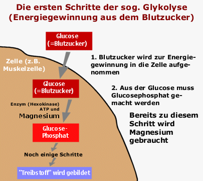 Die ersten Schritte der Glykolyse