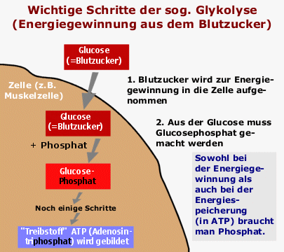 Mit der Glykolyse gewinnt die Zelle aus Zucker Energie