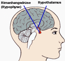 Schema von Hypothalamus und Hypophyse (Hirnanahngsdrse)