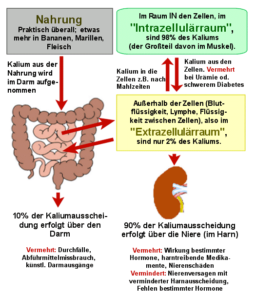 Kaliumhaushalt