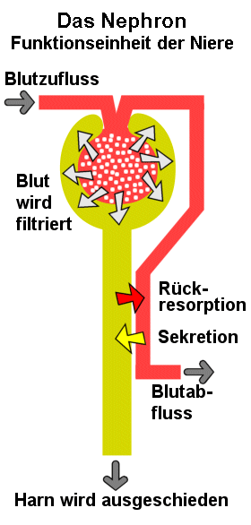 Schema eines Nephrons