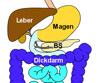 Die Bauchspeicheldrse