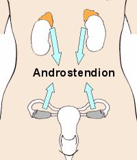 Produktionsorte des Andtostendions