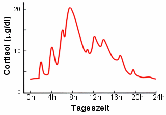 Cortisolspiegel im Tagesverlauf