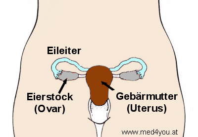 Die inneren weiblichen Geschlechtrsorgane