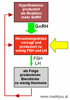 Ist die Funktion der Hirnanhangsdrse gestrt, sind die Gonadotropine erniedrigt oder niedrig normal aber nicht erhht