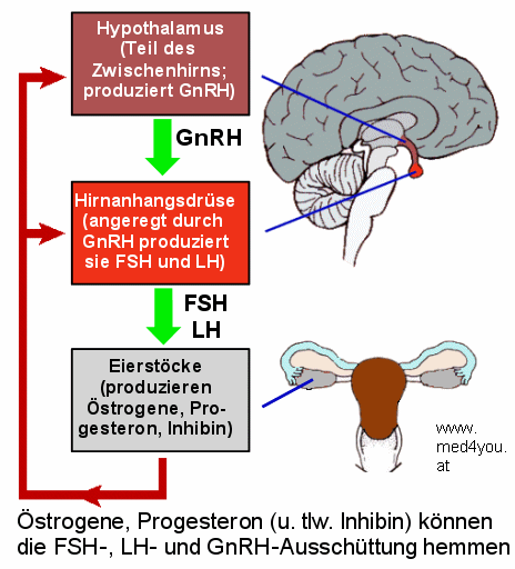 Stark vereinfachtes Schema der Regulation der FSH- und LH-Sekretion