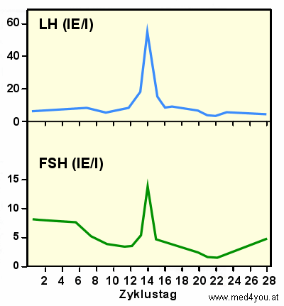 Monatszyklus von LH und FSH bei der Frau