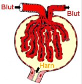 Ein Nierenfilter (Glomerulus)