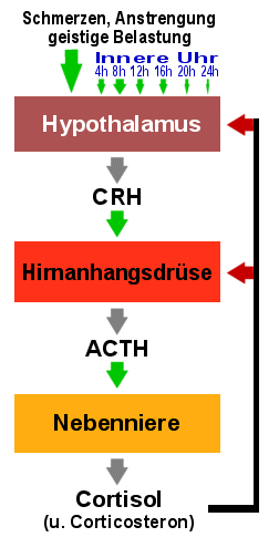 Schema der Steuerung der Glukokortikoidproduktion