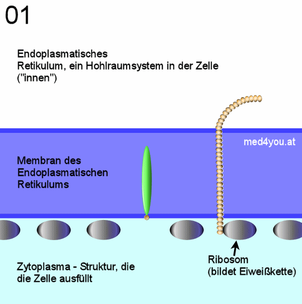 Aufbau der Kohlenhydratkette und Glykosylierung eines Eiweißes Teil 1