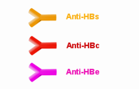 Antikrper, die unser Krper gegen das Hepatitis Virus und seine Eiweistoffe bildet