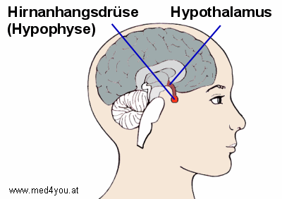 In der Hirnanhangsdrse werden FSH und LH produziert