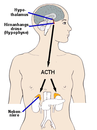 Steuerungszentren und Produktionssttten der Glukokortikoide im Krper