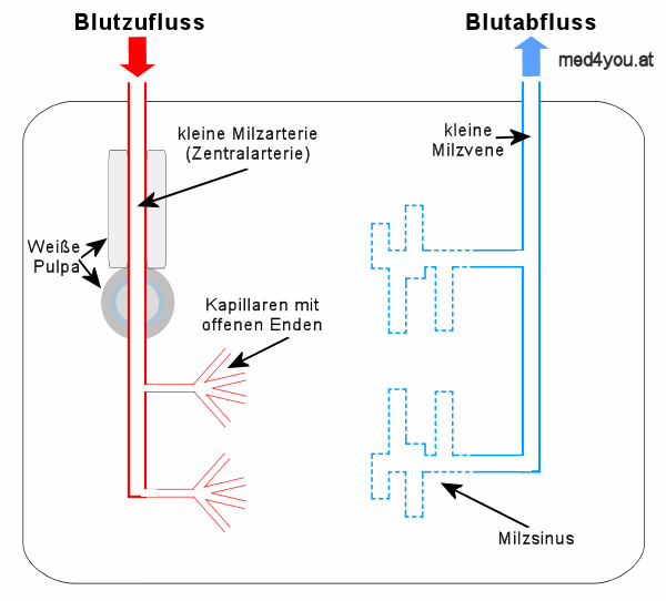 Schema der Milz