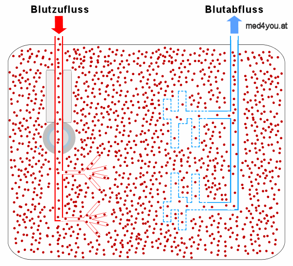 Schema der Milz mit Erythrozyten