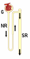 Das Nephron, die Funktionseinheit der Niere