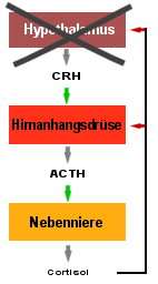 Tertire Nebennieren-Insuffizienz: Erkrankungen des Hypothalamus (Gehirnteil) sind die Ursache