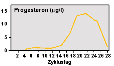 In der ersten Zyklushflte ist nur wenig Progesteron im Blut vorhanden, in der Mitte der 2.Hlfte steigt der Spiegel stark an.