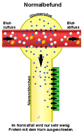 Filtration und Rckresorption der Proteine