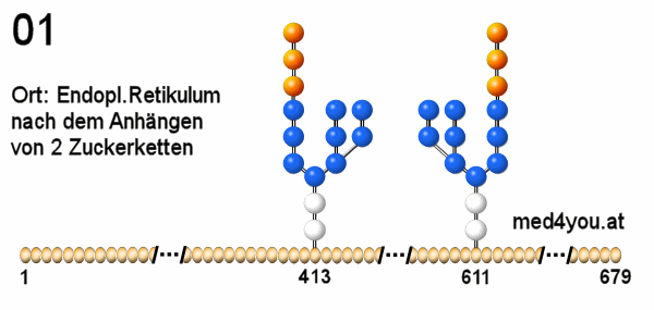 Aufbau der Kohlenhydratkette und Glykosylierung eines Eiweißes Teil 2