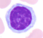 Lymphozyt