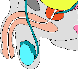 Harn- und Geschlechtsorgane des Mannes im Schnitt