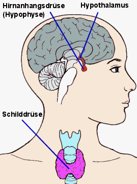 Regulation der Schilddrsenhormonbildung