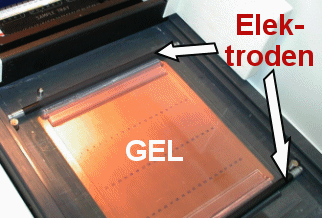 Das Gel liegt im Gert. Die kupferne Platte dient brigens der Khlung whrend der Elektrophorese.