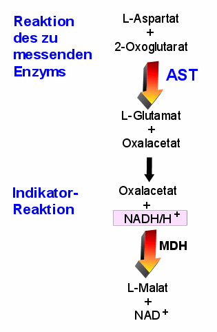 Bei der Bestimmung der AST bedarf es zustzlich einer Indikatorreaktion