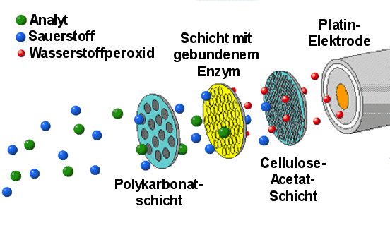 Schema eines Biosensors, der die Wasserstoffperoxidbildung bei der Enzymreaktion ausntzt