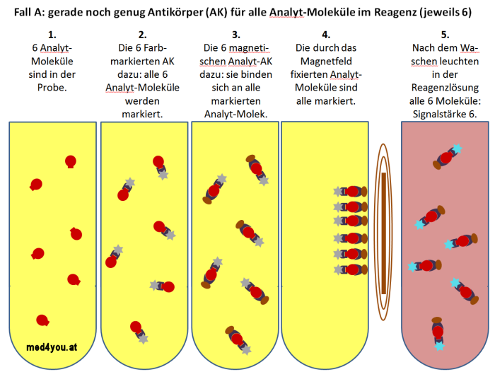 Sandwich Immunoassay: Gerade noch ausreichend Antikrper vorhanden