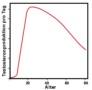Testosteronproduktion in verschiedenen Lebensaltern