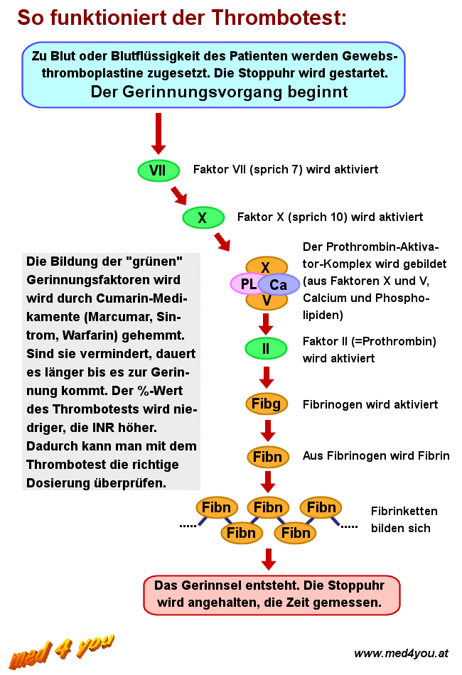 Schema des Prinzips des Thrombotests