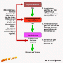 Zum Schema der Schilddrsenhormonregulation