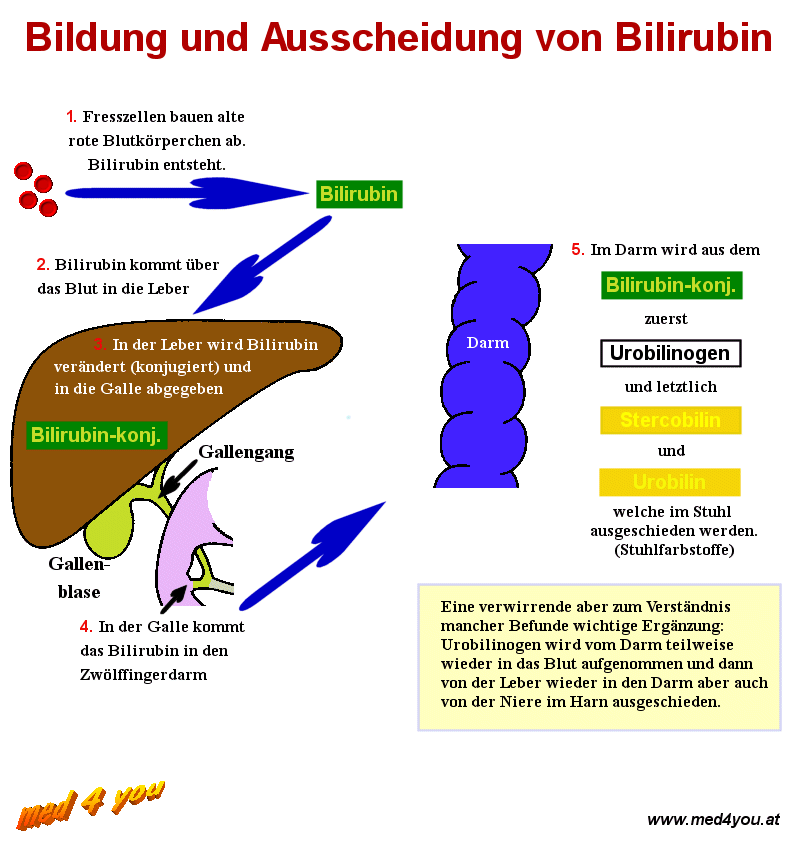 Bildung und Ausscheidung des Bilirubins